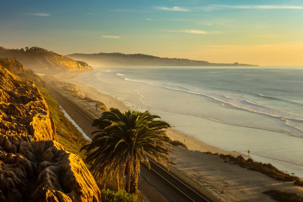 a group of palm trees on a beach